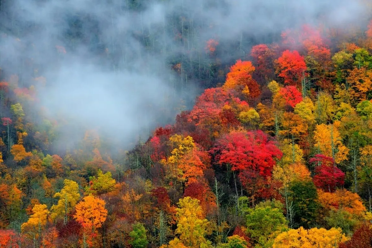A breathtaking landscape of the Great Smoky Mountains during autumn, with vibrantly colored leaves and fog weaving through the trees. The image immerses viewers in the natural beauty right outside the resort, highlighting the allure of hiking, photography, and nature walks.